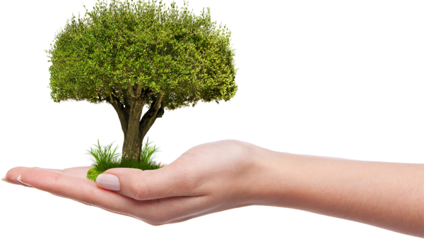 Aus einem zarten Pfl&auml;nzlein kann ein gro&szlig;er Baum werden, der Schatten spendet, Sauerstoff produziert, die Landschaft pr&auml;gt und Lebenswelt f&uuml;r die heimische Tierwelt ist.