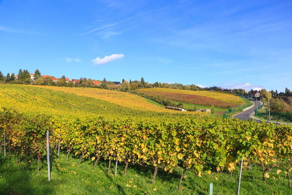 Das Bild erm&ouml;glicht den Blick &uuml;ber einen herbstlich aussehenden Weinberg, welcher erst absch&uuml;ssig ist und dann zu einer Anh&ouml;he ansteigt. Im Hintergrund befinden sich ebenfalls herbstlich aussehende B&auml;ume und dahinter sind einige H&auml;user zu erkennen. An der rechten Seite des Bildes schl&auml;ngelt sich eine Stra&szlig;e nach oben. In der oberen H&auml;lfte des Bildes befindet sich blauer, fast wolkenloser Himmel.