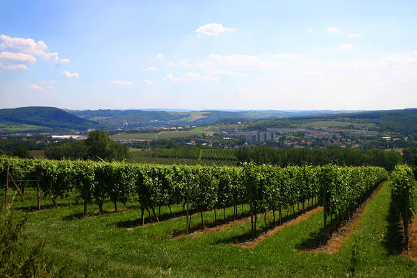 Pesterwitzer Weinberg
