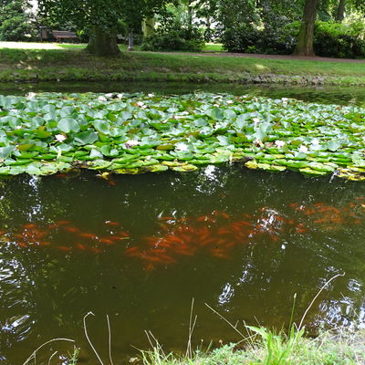 Teich im Goethepark