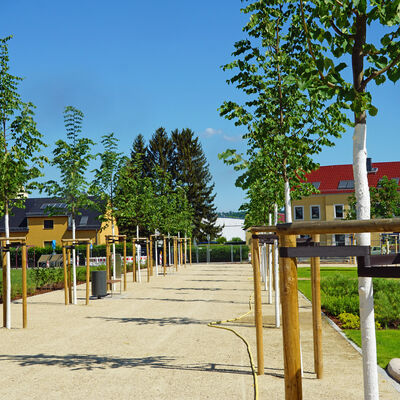 Baumallee im neuen Mhlenpark in Richtung Poisentalstrae