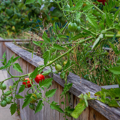 Blick auf mehrere, hintereinander stehende, dicht bepflanzte, aus Holz gebaute Hochbeete. Fokussiert ist ein Teil eines der Beete. An dieser Stelle ist eine Tomate gepflanzt, an der sich mehrere gr&uuml;ne und zwei bereits rote Fr&uuml;chte befinden. Die Beete stehen auf hellen Steinplatten.
