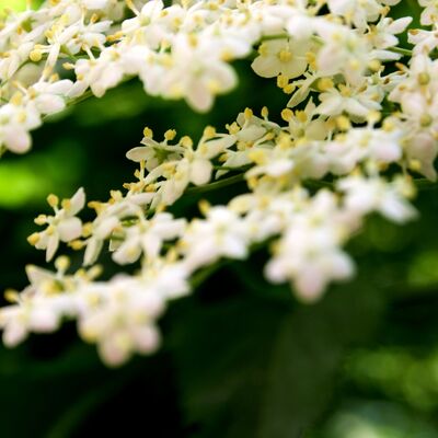 12-05-27 Hollerblüte LD
