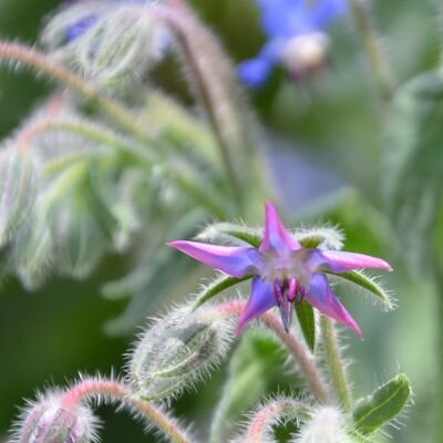 2023-07-08 Garten Borretsch