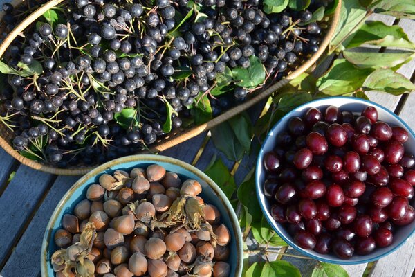 2025-09-03_Aronia-Kornellkirsche-Haselnuss (18) LD
