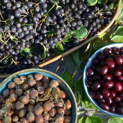 2025-09-03_Aronia-Kornellkirsche-Haselnuss (18) LD