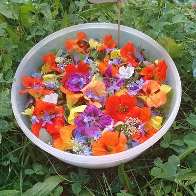 2025-08-29_Spätsommer-Salat