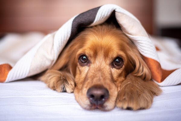 Was dich dein Hund schon immer mal fragen wollte...
