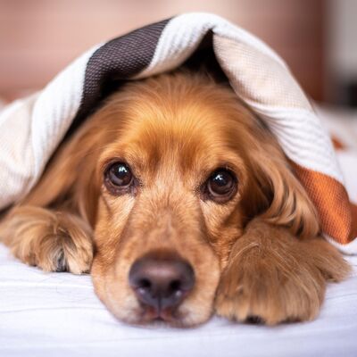 Was dich dein Hund schon immer mal fragen wollte...