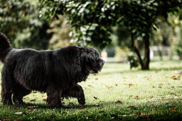 Hunde in Freital