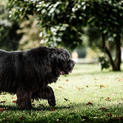 Hunde in Freital