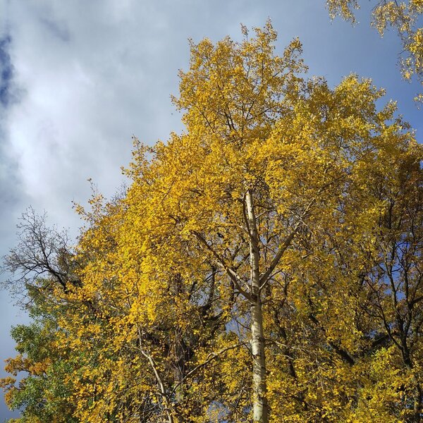 herbst-04