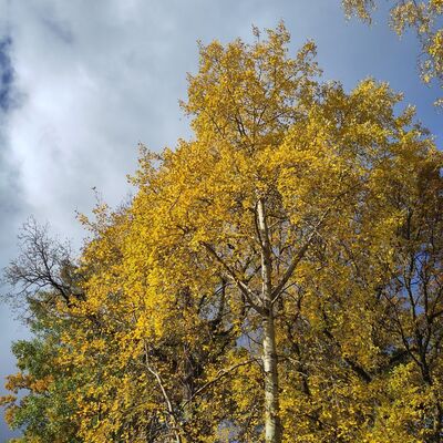 herbst-04