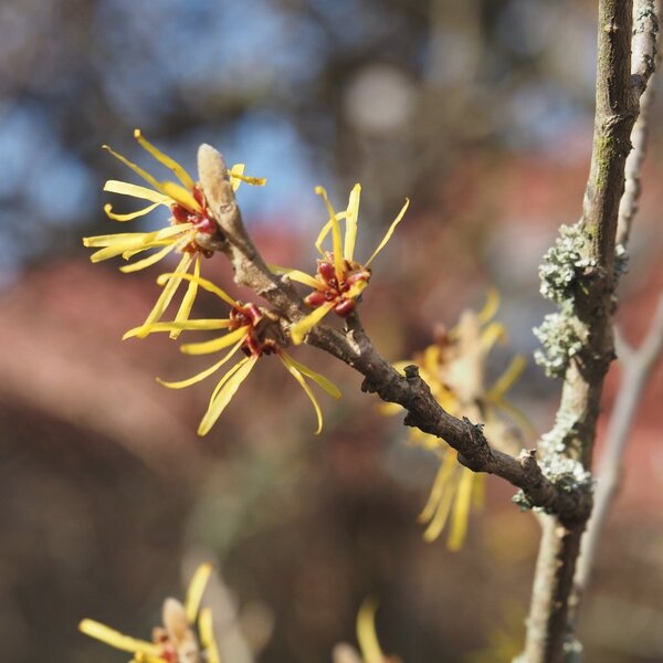early-spring-01