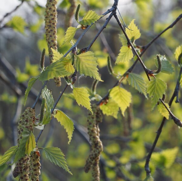 spring-01