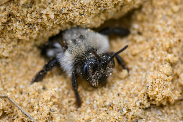 Wildbiene im Sand