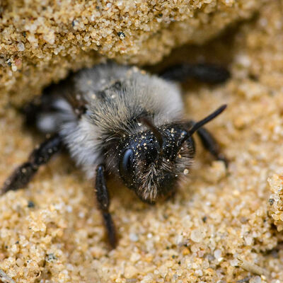 Wildbiene im Sand