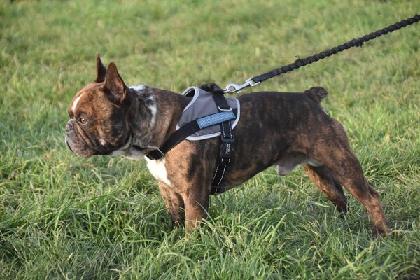 In Freital gilt entlang von einigen Stra�en Leinenzwang f�r Hunde.