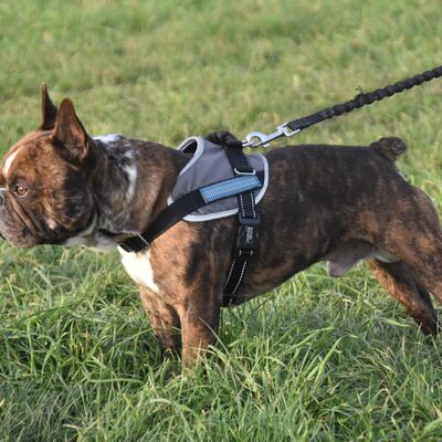 In Freital gilt entlang von einigen Stra&szlig;en Leinenzwang f&uuml;r Hunde. 