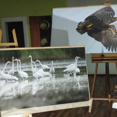 In einem Raum stehen drei Bilder auf Staffeleien. Die Bilder zeigen Fotos von V&ouml;geln. Auf dem Bild im Hintergrund ist ein Greifvogel in der Luft zu sehen. Auf dem linken Bild sind wei&szlig;e G&auml;nse im Wasser stehend fotografiert. Auf dem rechten Bild schwimmt eine Ente im Sonnenuntergang.